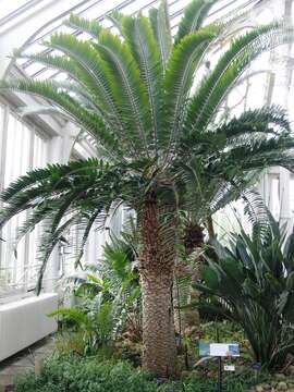 Image of Wood's Cycad