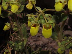 Image of Calceolaria paralia Cav.