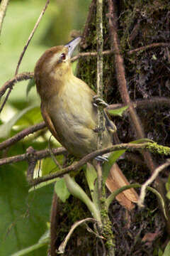 Image of Thamnistes Sclater, PL & Salvin 1860