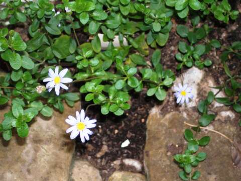 Image of blue daisy