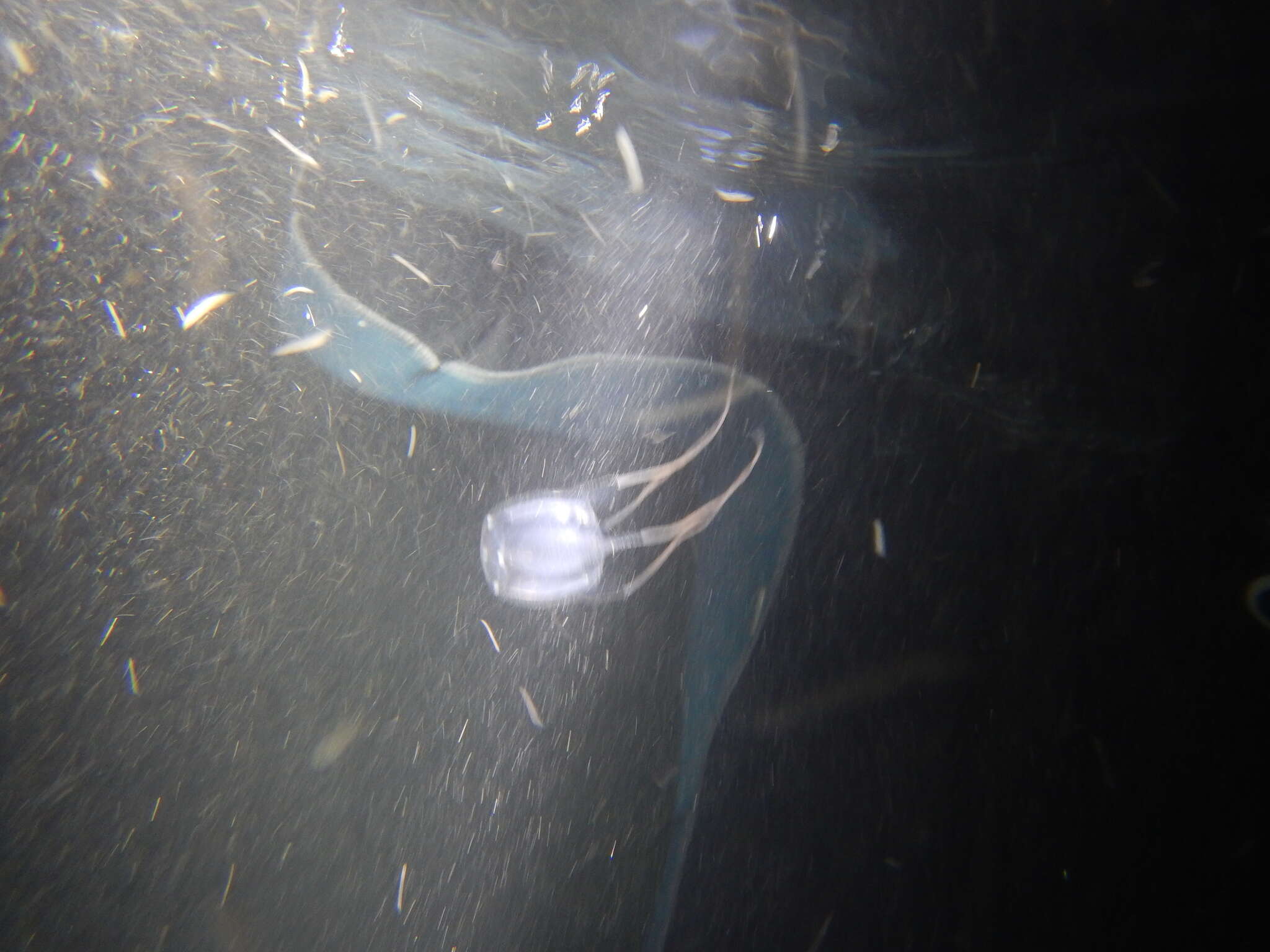 Image of Marine Stinger