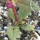 Image of Bigelow's monkeyflower