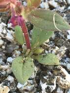 Image of Bigelow's monkeyflower