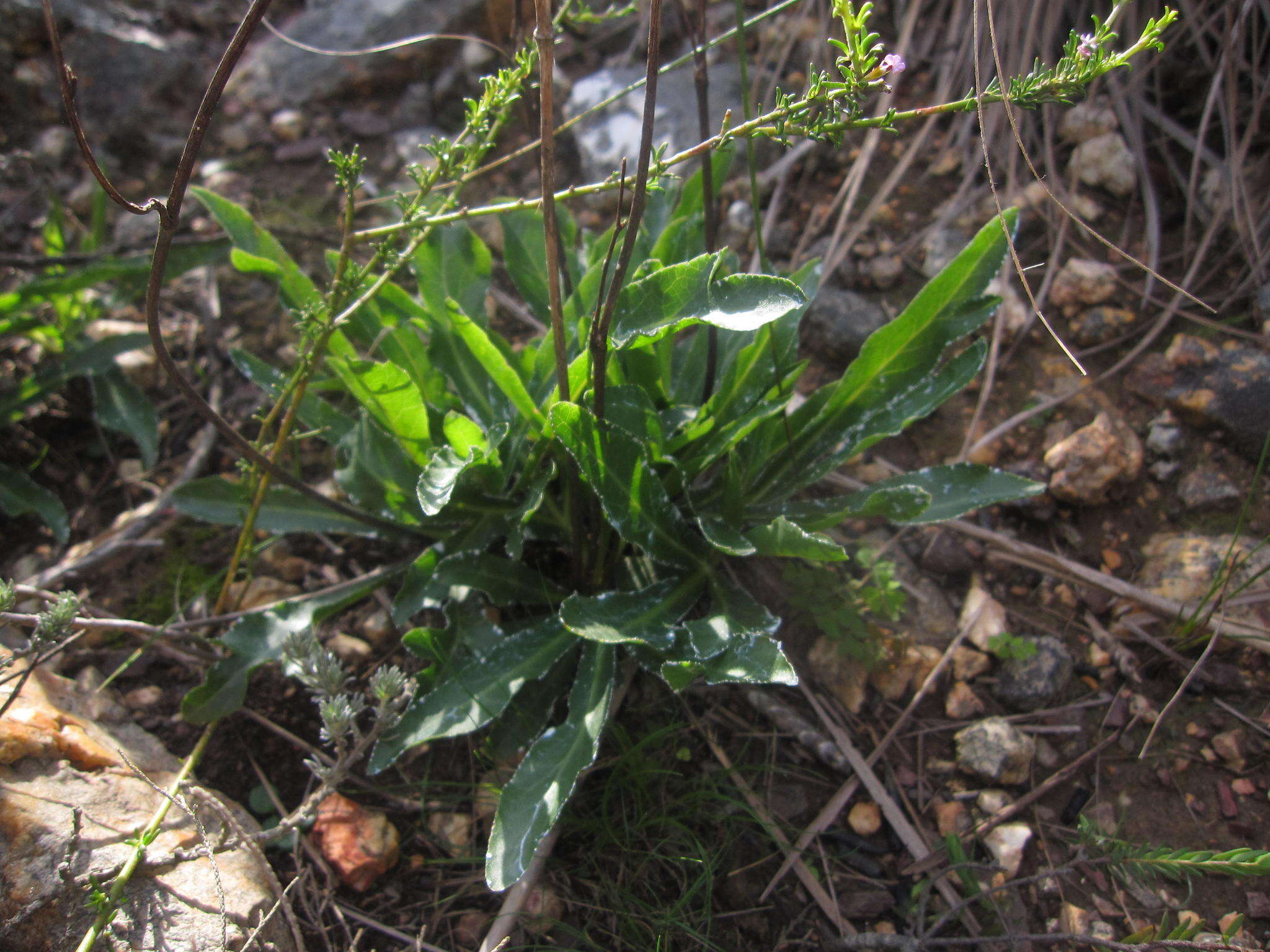 Image of Lichtensteinia trifida var. trifida