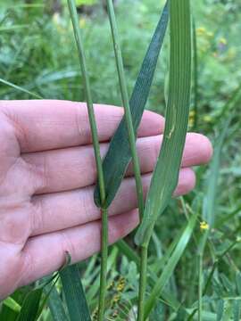 Sivun Bupleurum polyphyllum Ledeb. kuva