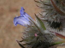 Echium auberianum Webb & Berth. resmi