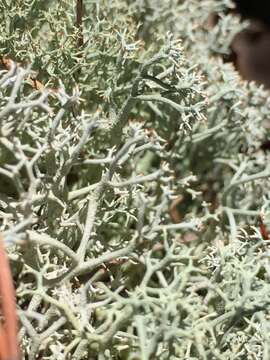 Image of reindeer lichen