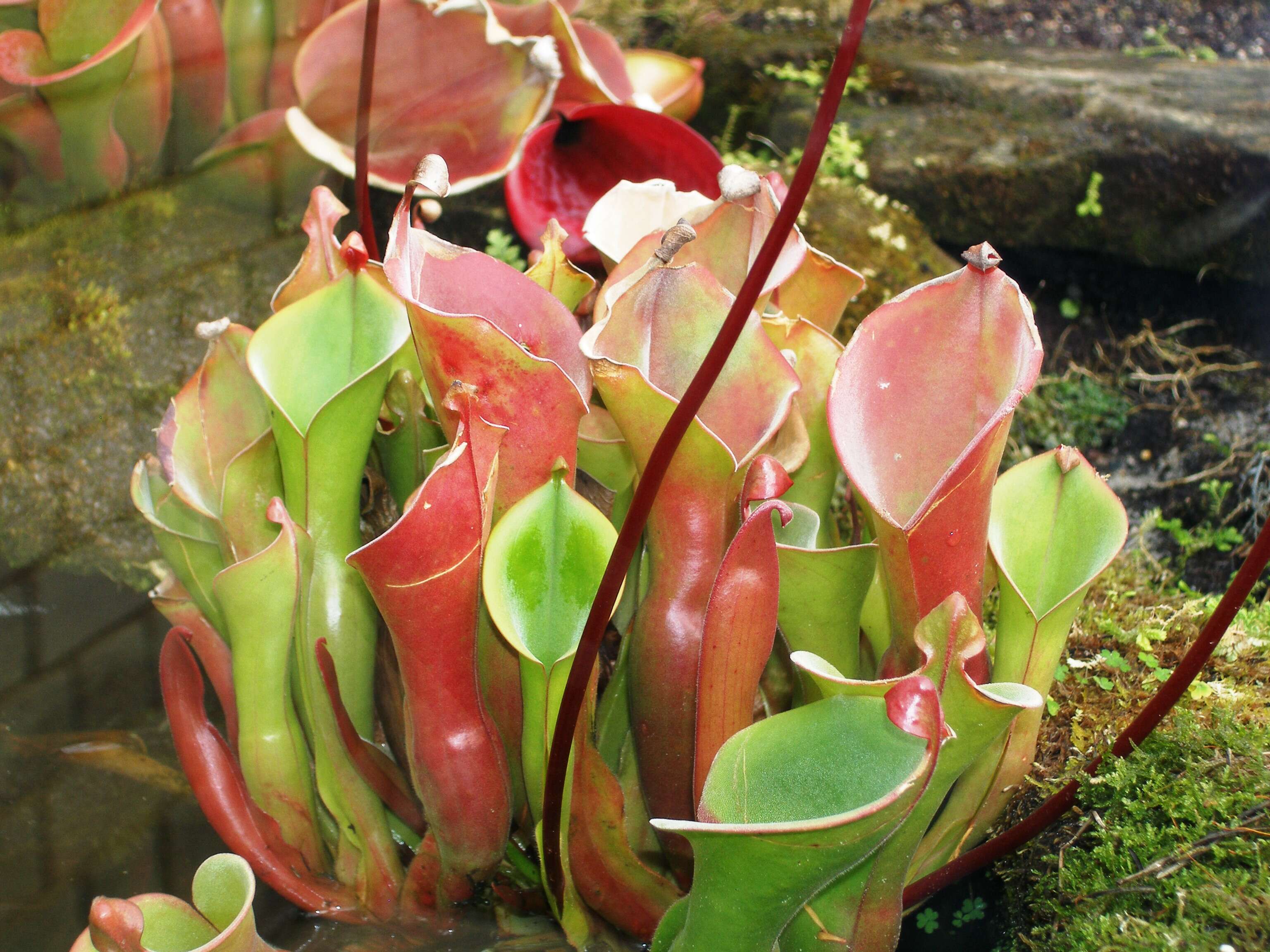 Imagem de Heliamphora nutans Benth.