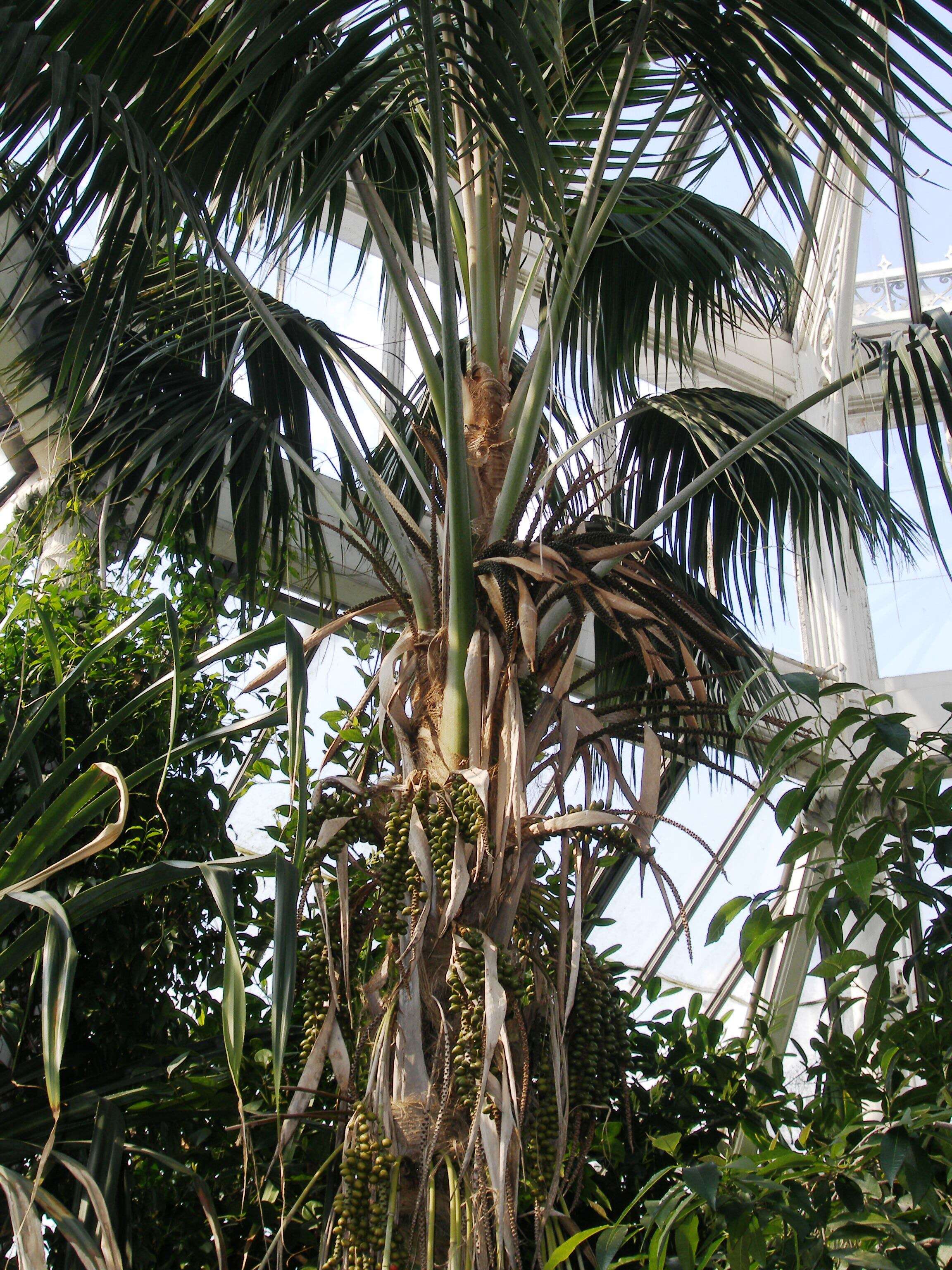 Image of Kentia Palm