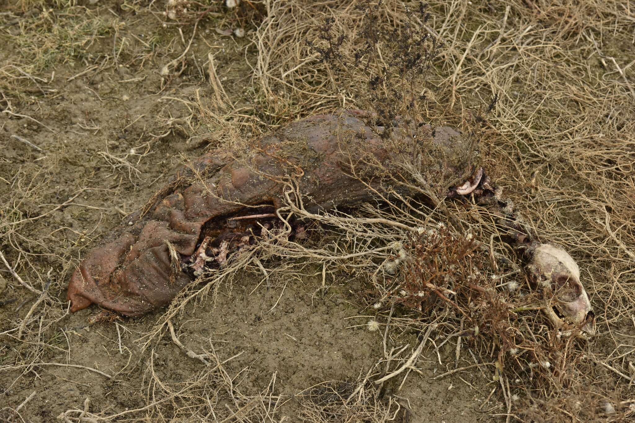 Image of Caspian Seal