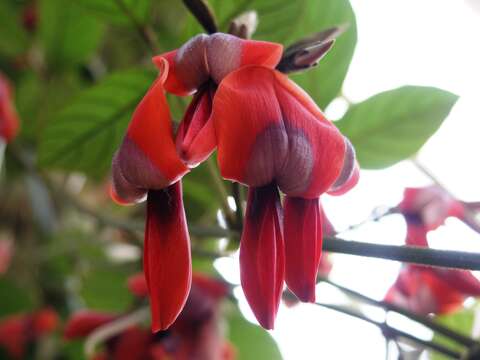 Image of Kennedia rubicunda Vent.