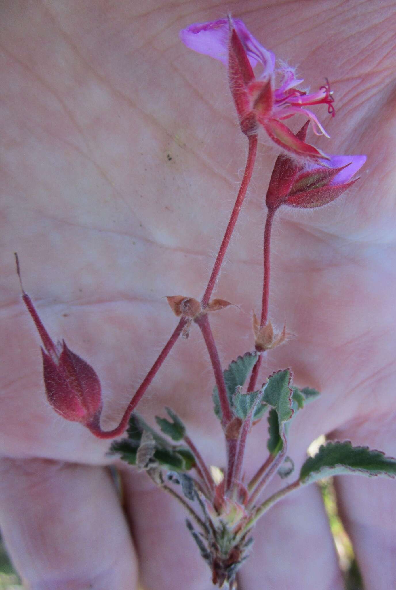 Imagem de Pelargonium ovale subsp. veronicifolium (Eckl. & Zeyh.) L. Hugo