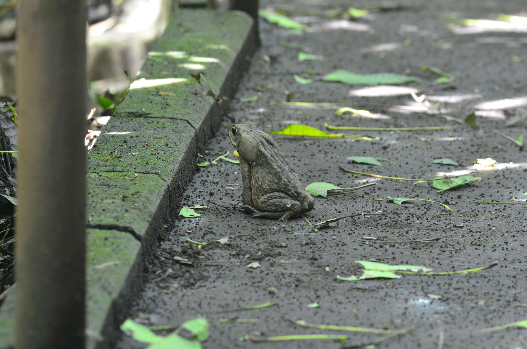 Image of Giant toad