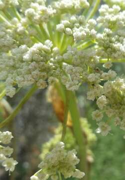 Image of Charleston Mountain angelica