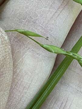 Imagem de Carex debilis var. debilis