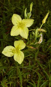 Sivun Oenothera heterophylla subsp. orientalis W. Dietrich, P. H. Raven & W. L. Wagner kuva