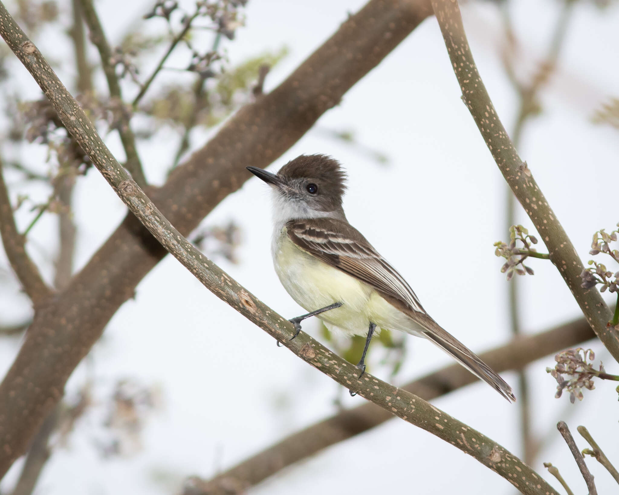 Image of Stolid Flycatcher