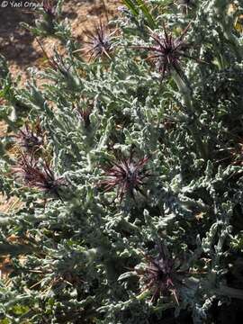 Image of Centaurea aegyptiaca L.