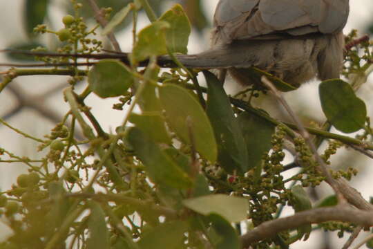 Urocolius indicus transvaalensis Roberts 1922 resmi