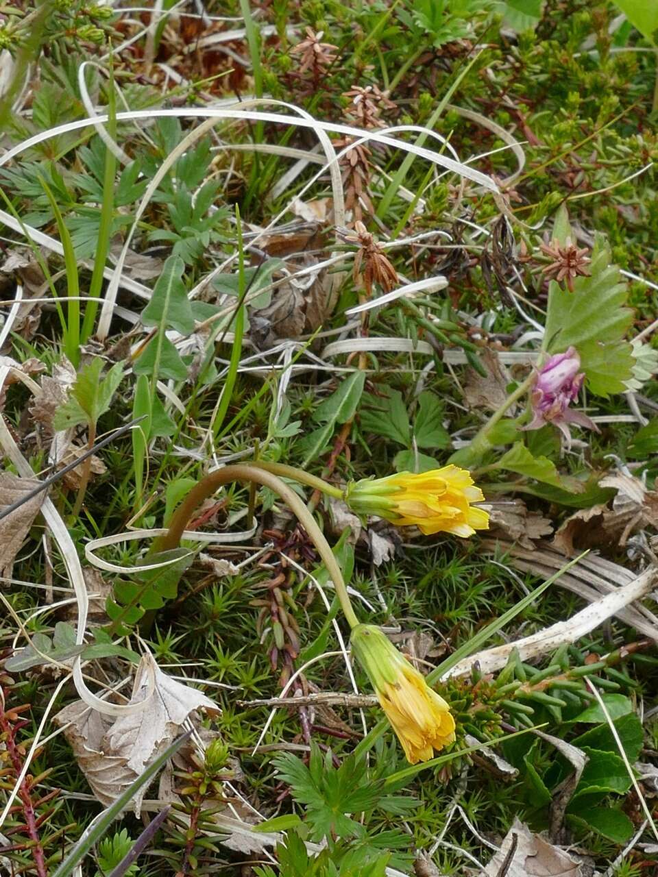 Image of harp dandelion