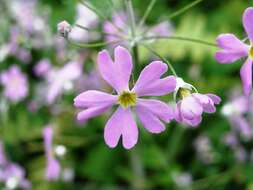 Image of Baby primula