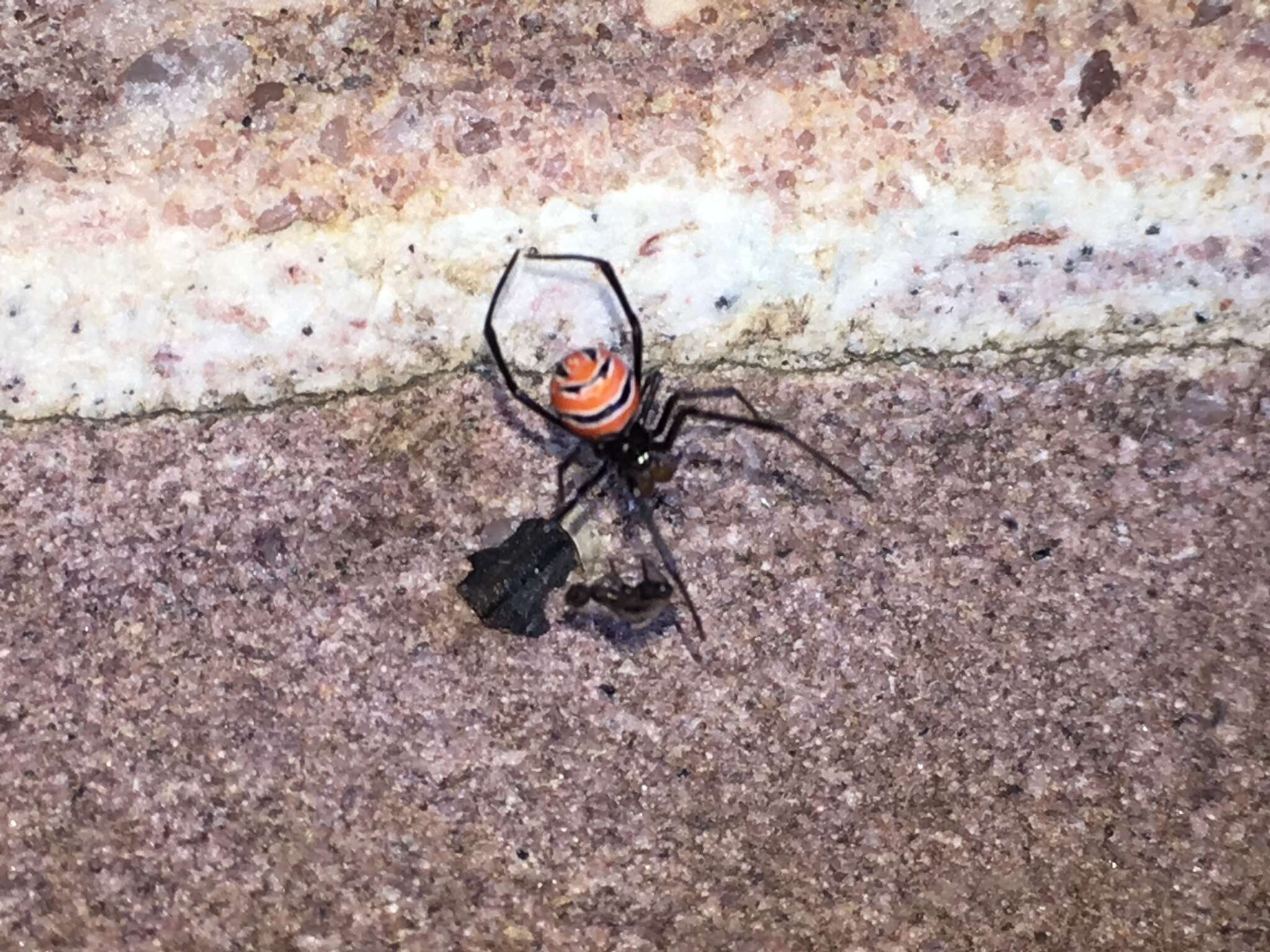 Latrodectus curacaviensis (Müller 1776)的圖片