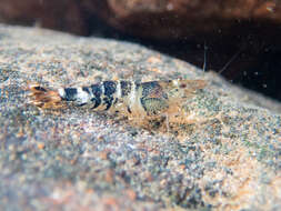 Image of <i>Caridina logemanni</i>