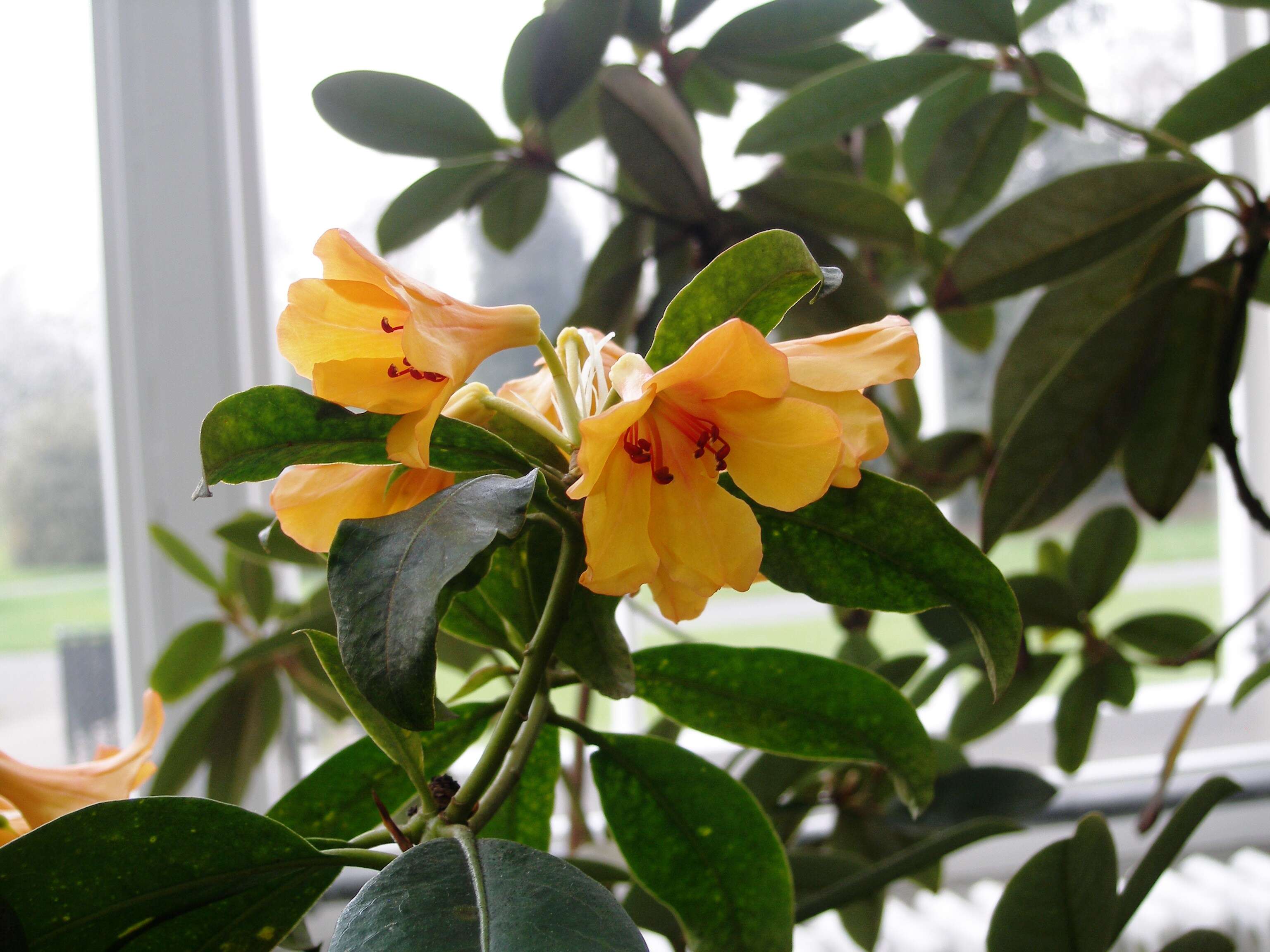 Imagem de Rhododendron javanicum (Bl.) Benn.