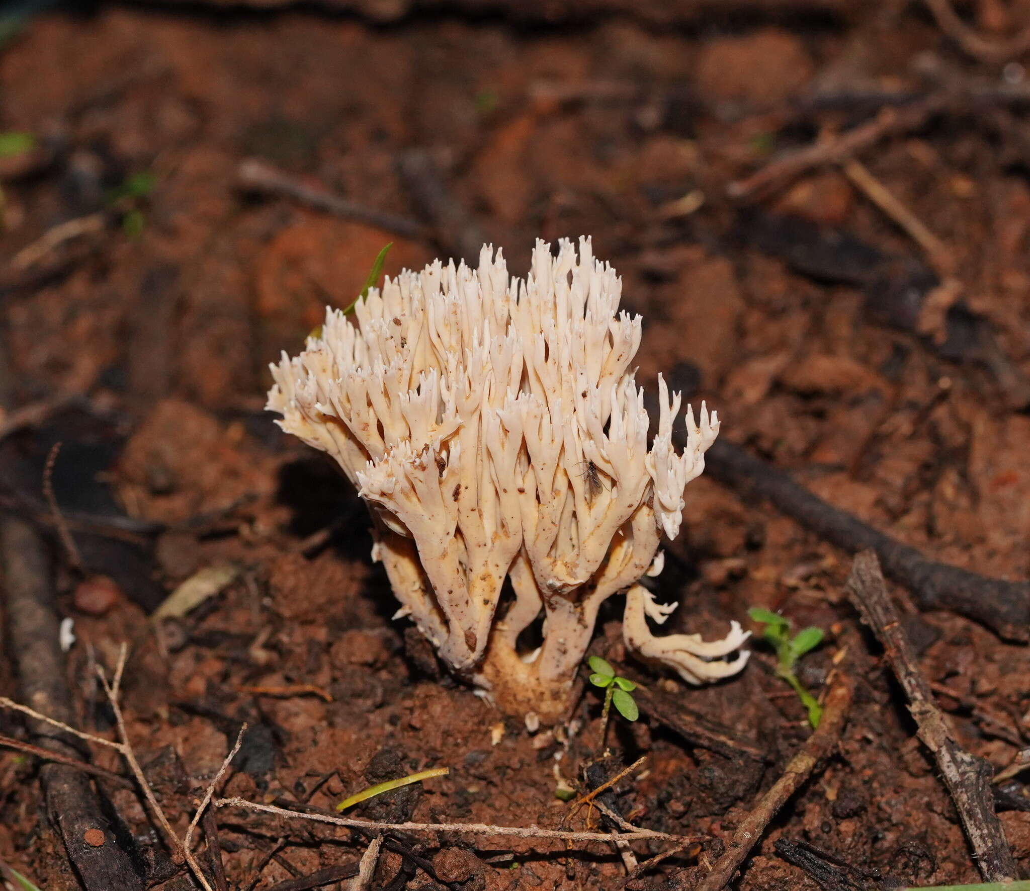 Ramaria filicicola (S. G. M. Fawc.) Corner 1950 resmi