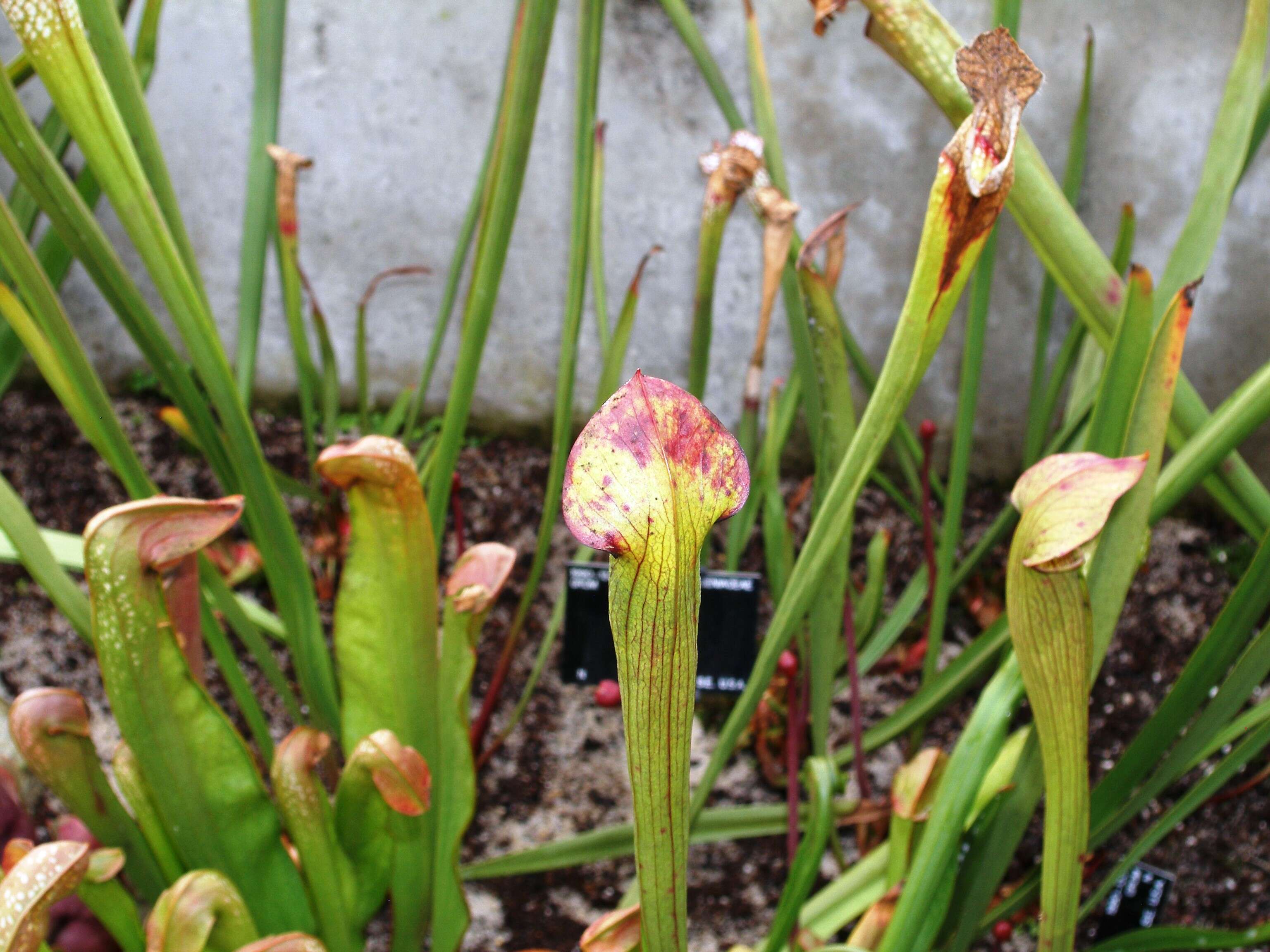 Image of Yellow Trumpets