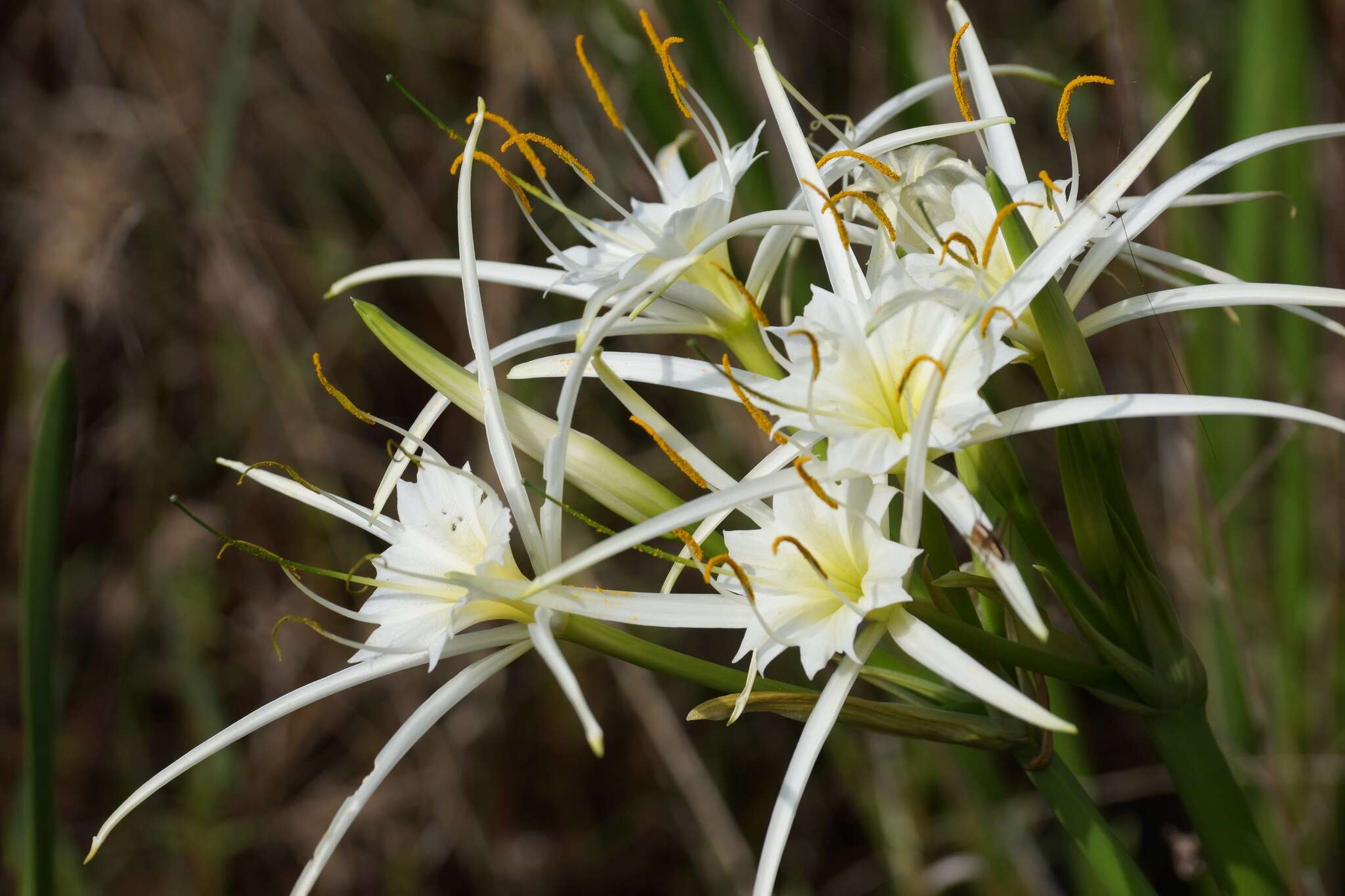 Image of spring spiderlily