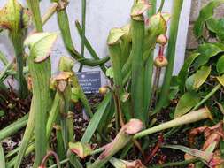 Image of Yellow Trumpets