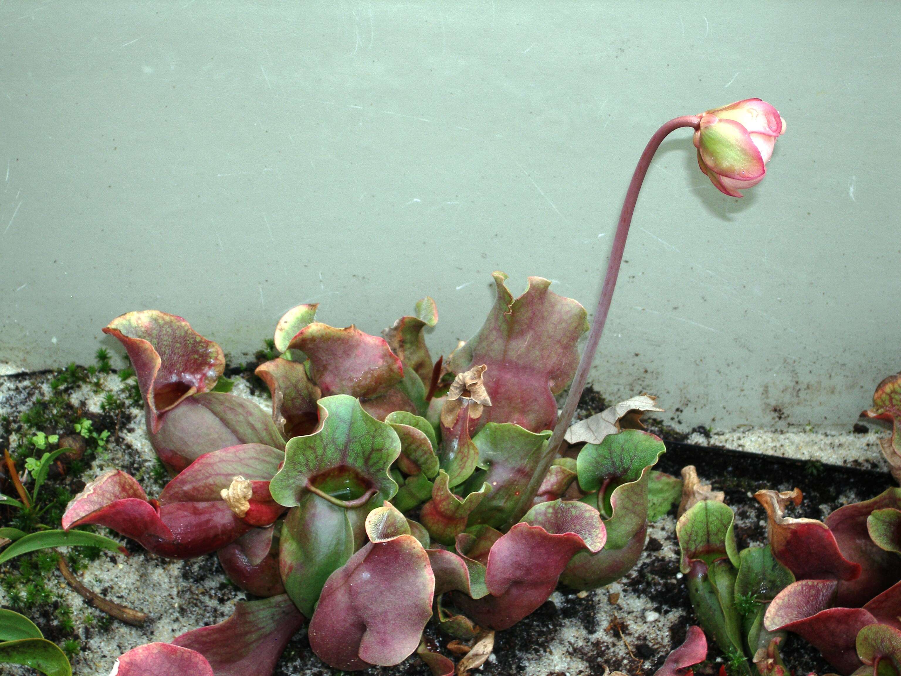 Image of purple pitcherplant