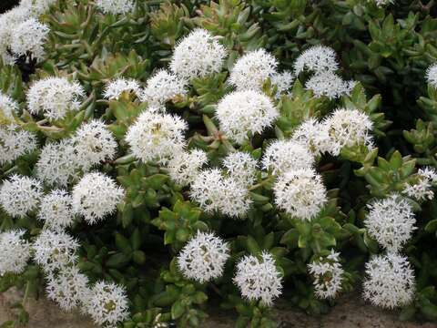 Image of Sedum nussbaumerianum Bitter