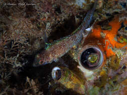 Image of Ceraesignum Golding, Bieler, Rawlings & T. Collins 2014