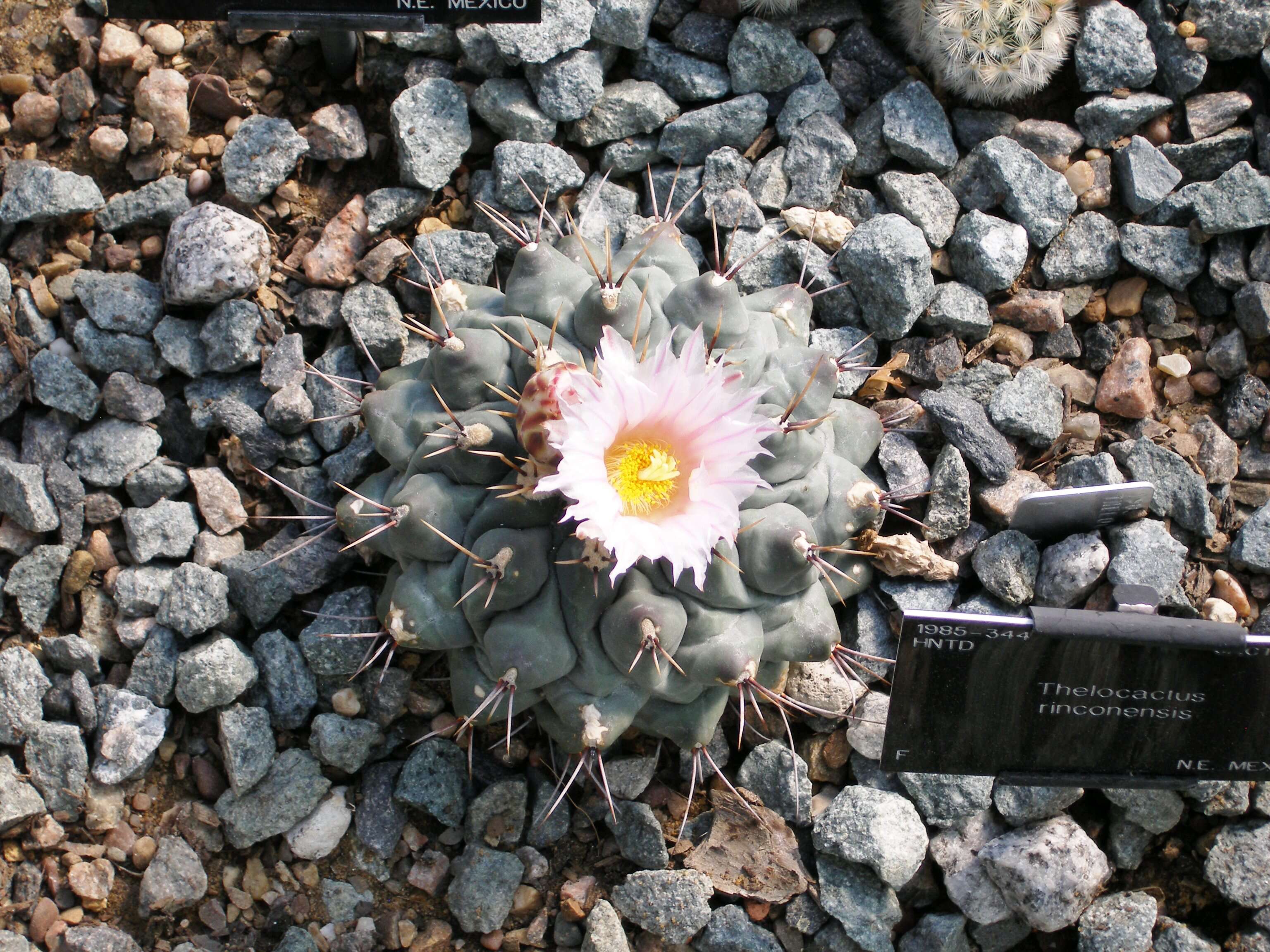 Image of Thelocactus rinconensis (Poselger) Britton & Rose