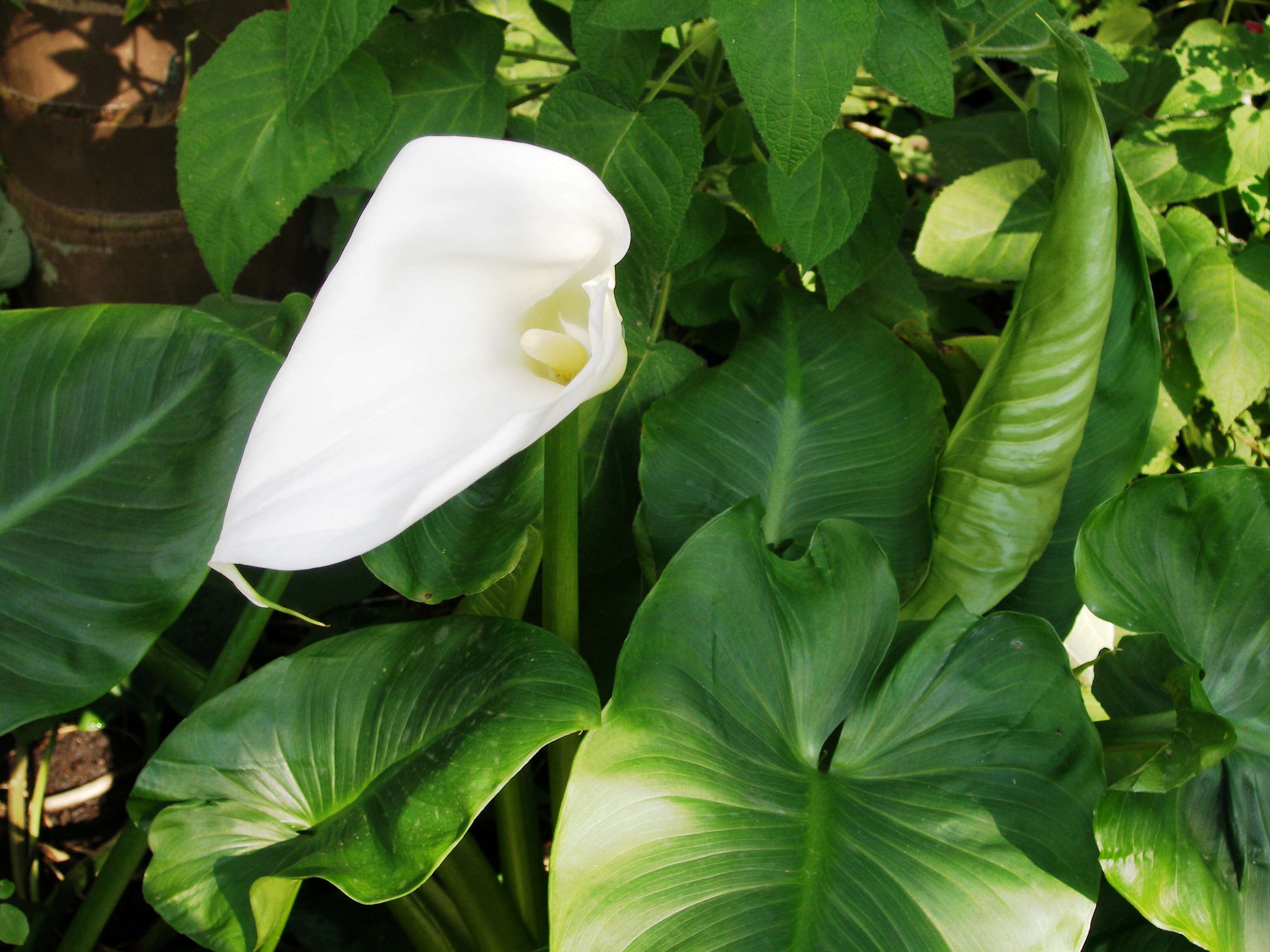 Image of Arum lily