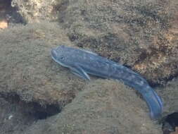 Image of Threadfin goby