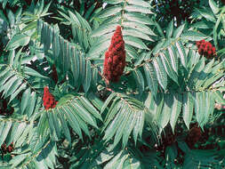 Image of staghorn sumac