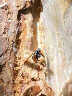 Image of Mountain Pine Beetle