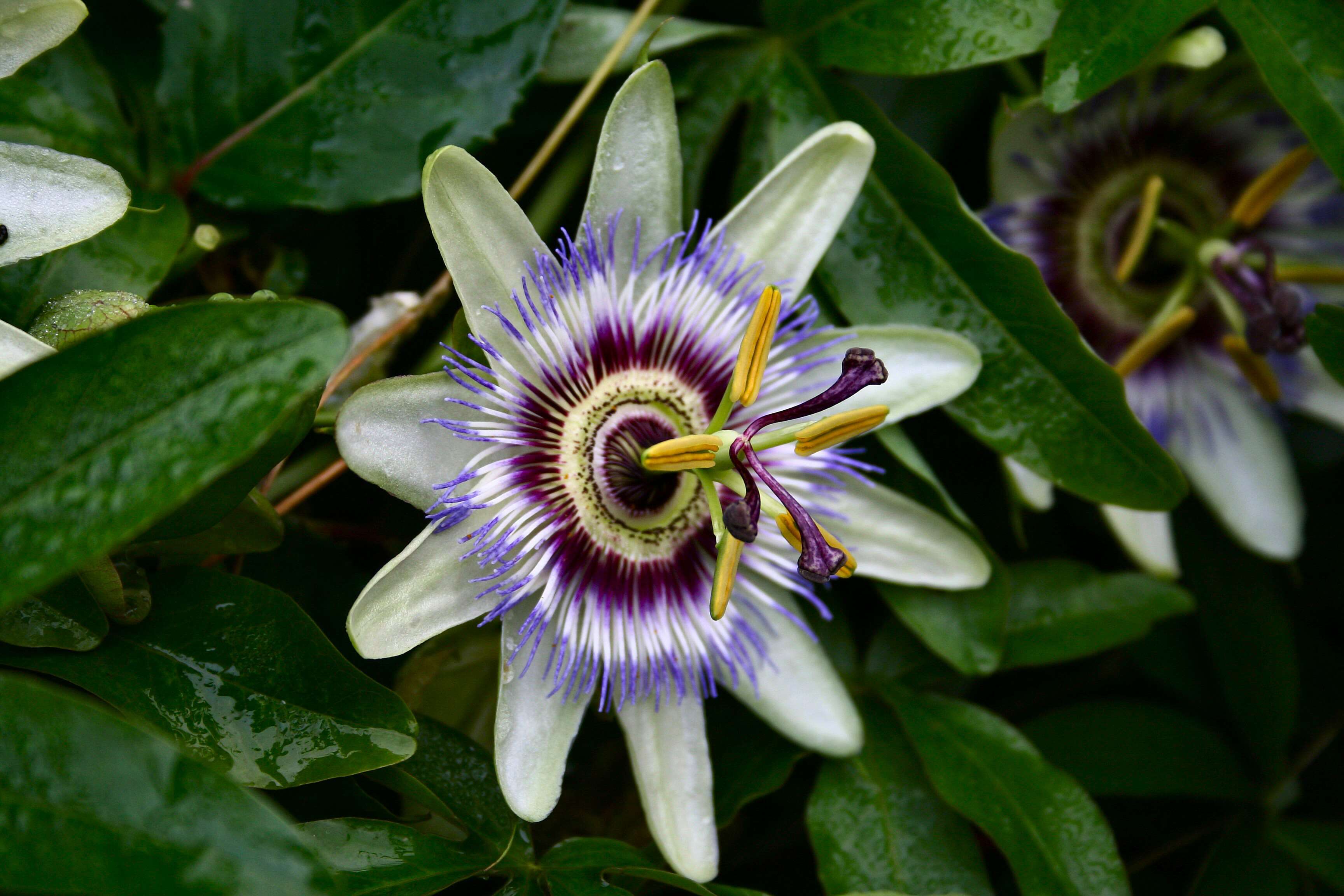 Image of Blue Passion Flower