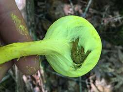 Image of Pulveroboletus