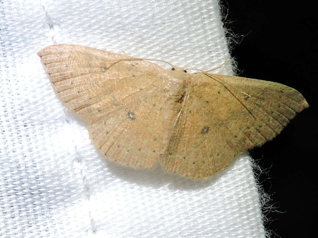 Cyclophora packardi Prout 1936 resmi