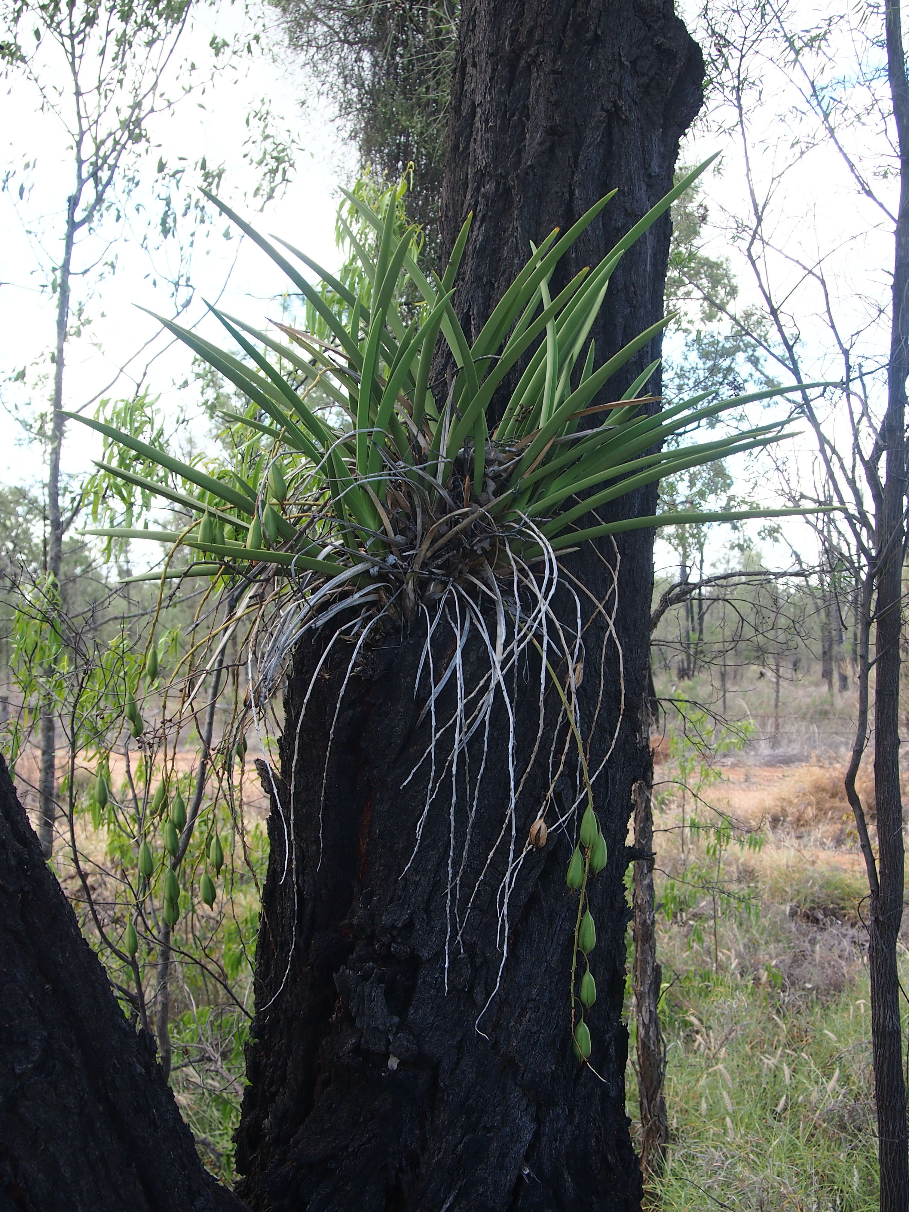 Sivun Cymbidium canaliculatum R. Br. kuva