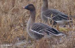 Image of Bean Goose