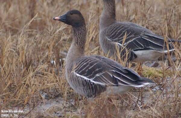 Image of Bean Goose