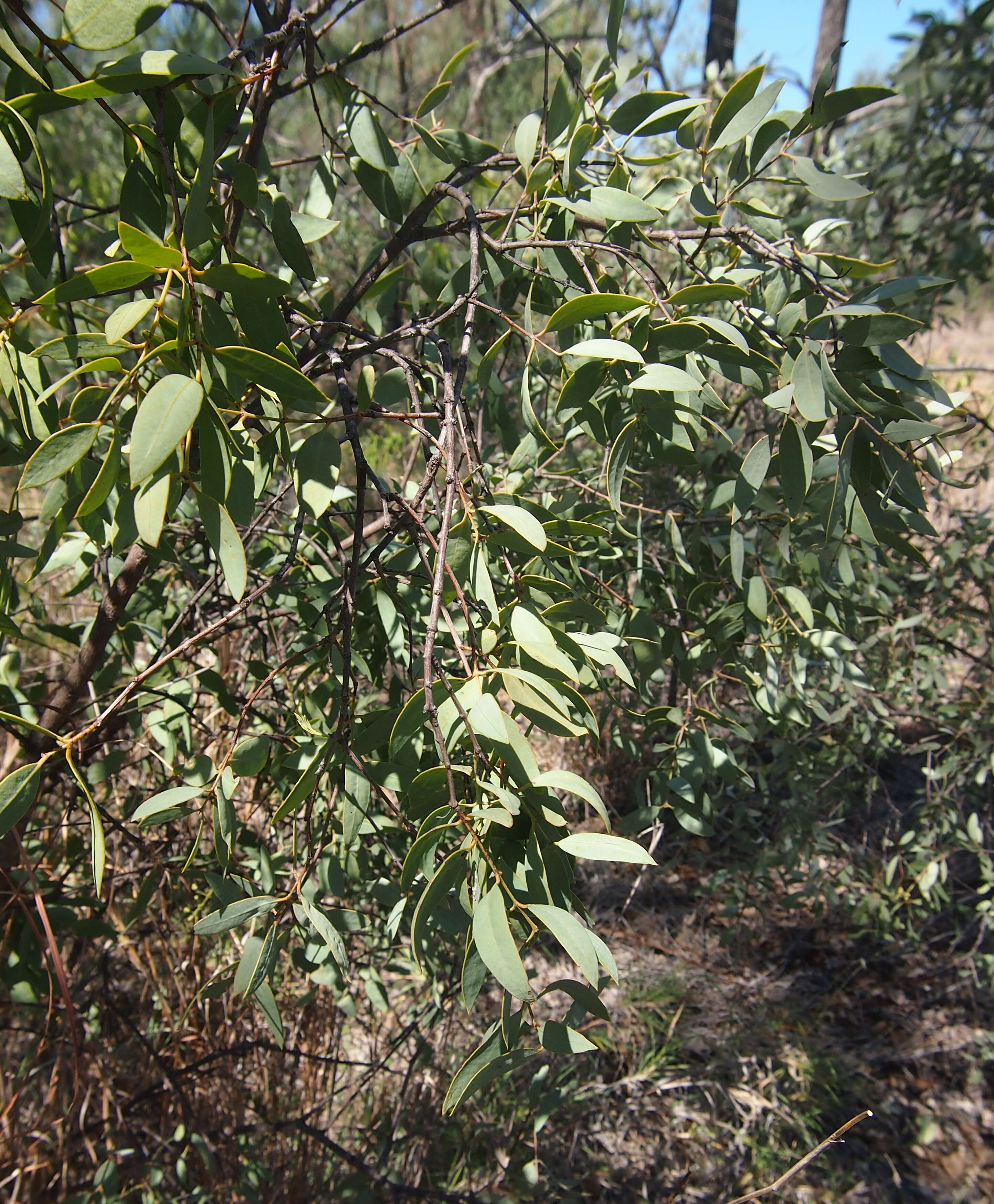 Image of Santalum lanceolatum R. Br.