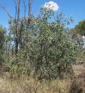 Image of Santalum lanceolatum R. Br.