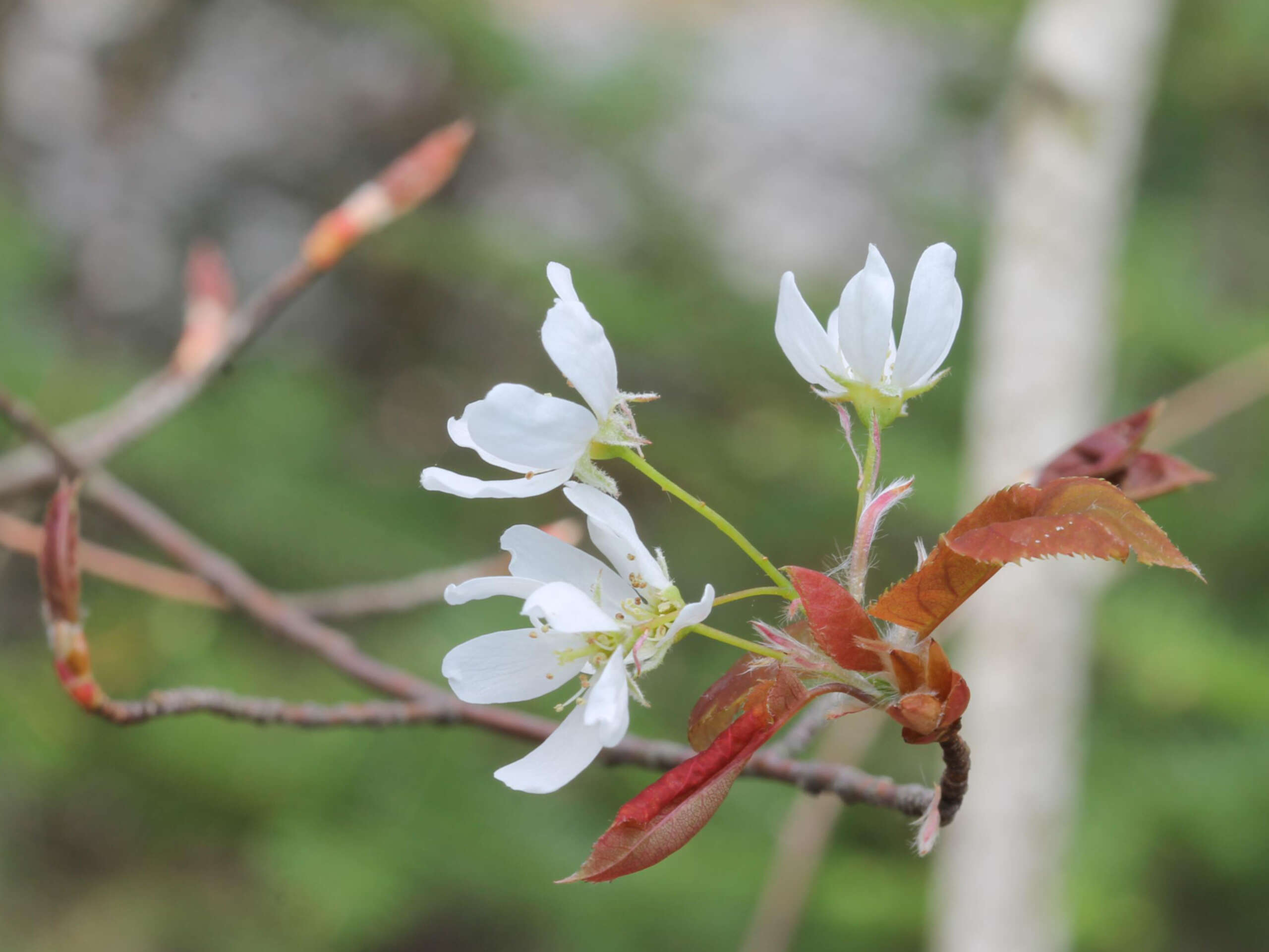 Image of Allegheny Serviceberry