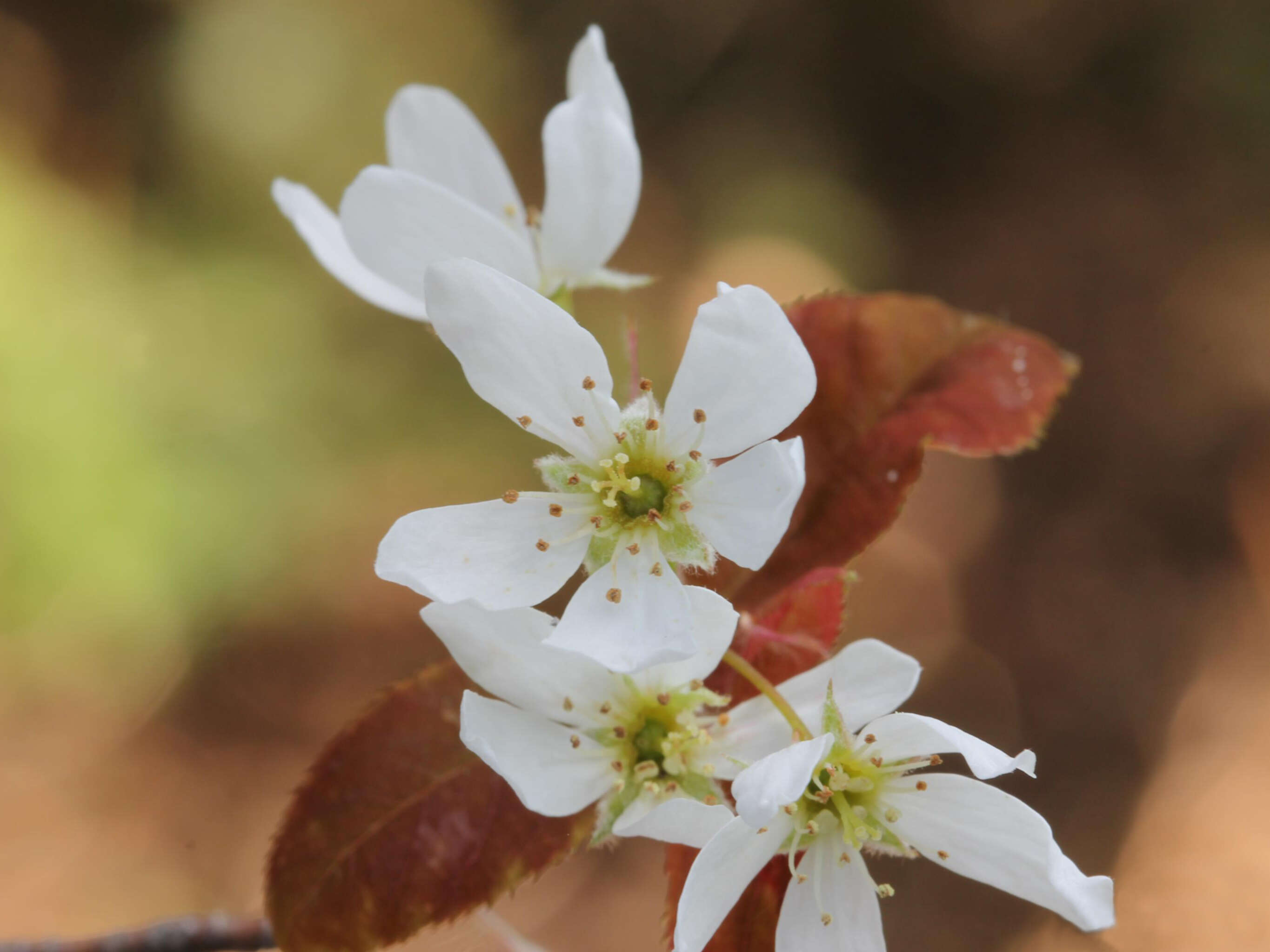 Image of Allegheny Serviceberry